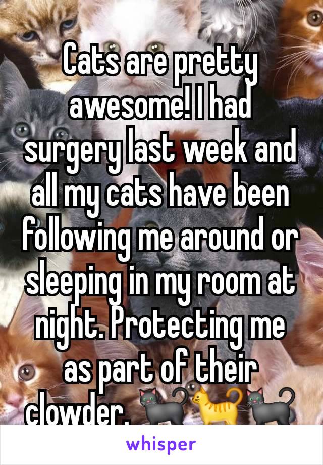 Cats are pretty awesome! I had surgery last week and all my cats have been following me around or sleeping in my room at night. Protecting me as part of their clowder. 🐈‍⬛🐈🐈‍⬛