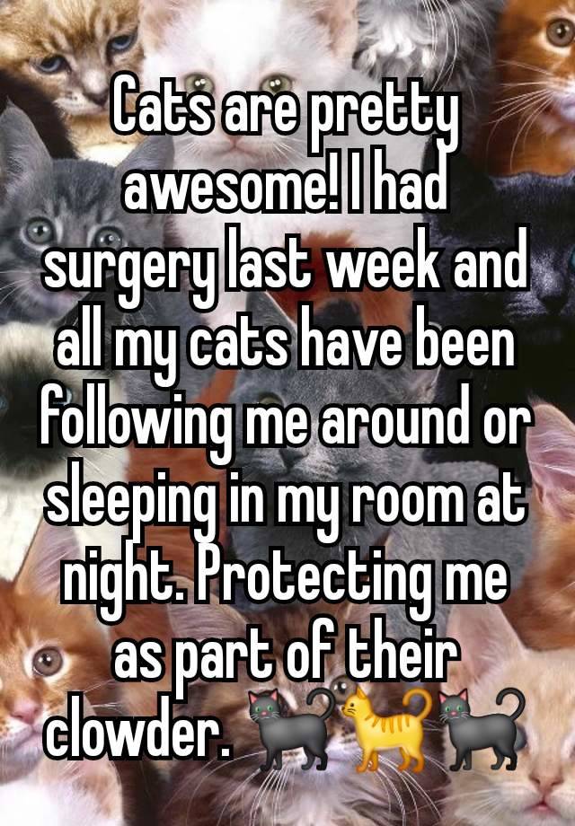 Cats are pretty awesome! I had surgery last week and all my cats have been following me around or sleeping in my room at night. Protecting me as part of their clowder. 🐈‍⬛🐈🐈‍⬛