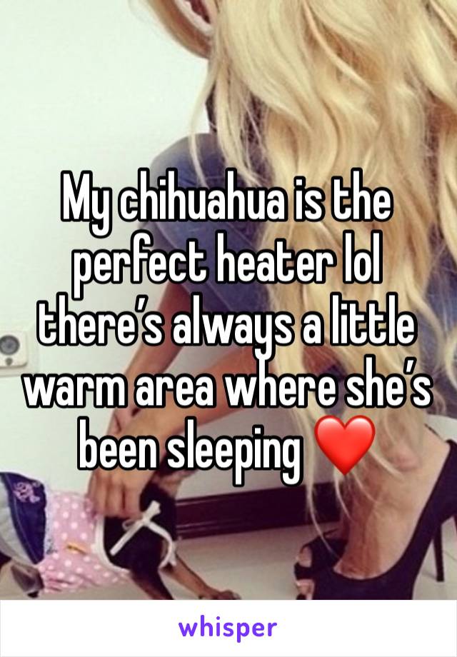 My chihuahua is the perfect heater lol there’s always a little warm area where she’s been sleeping ❤️