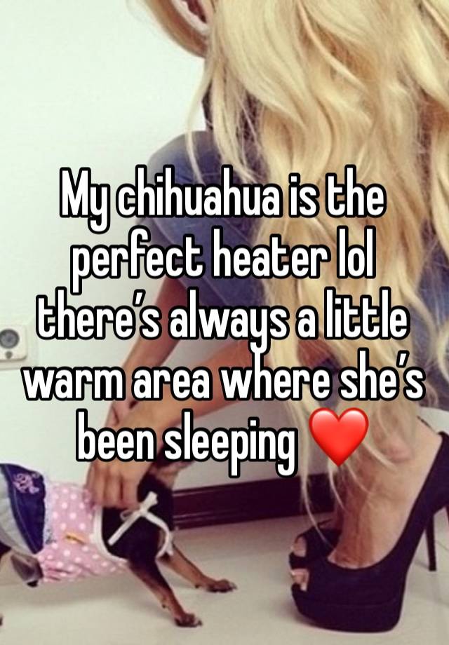 My chihuahua is the perfect heater lol there’s always a little warm area where she’s been sleeping ❤️