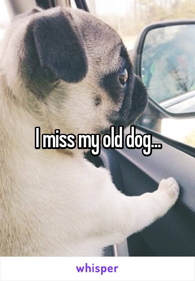 I miss my old dog...