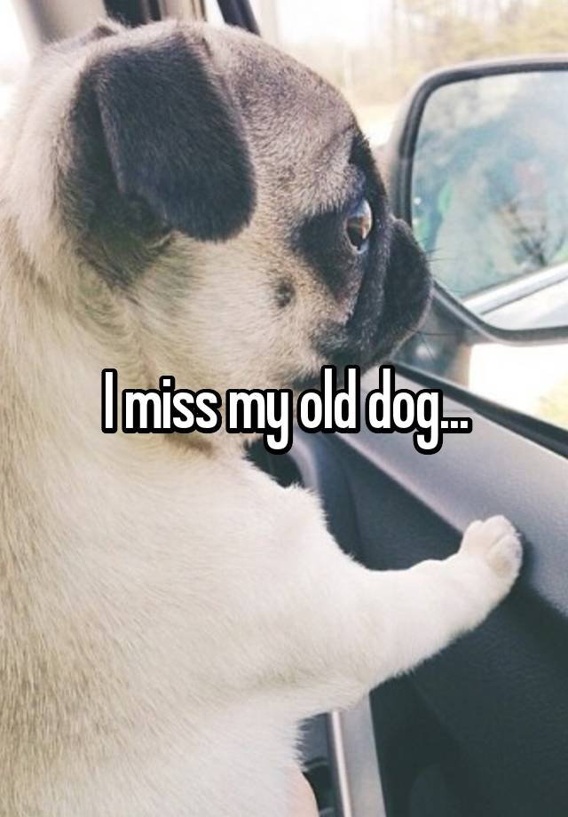 I miss my old dog...