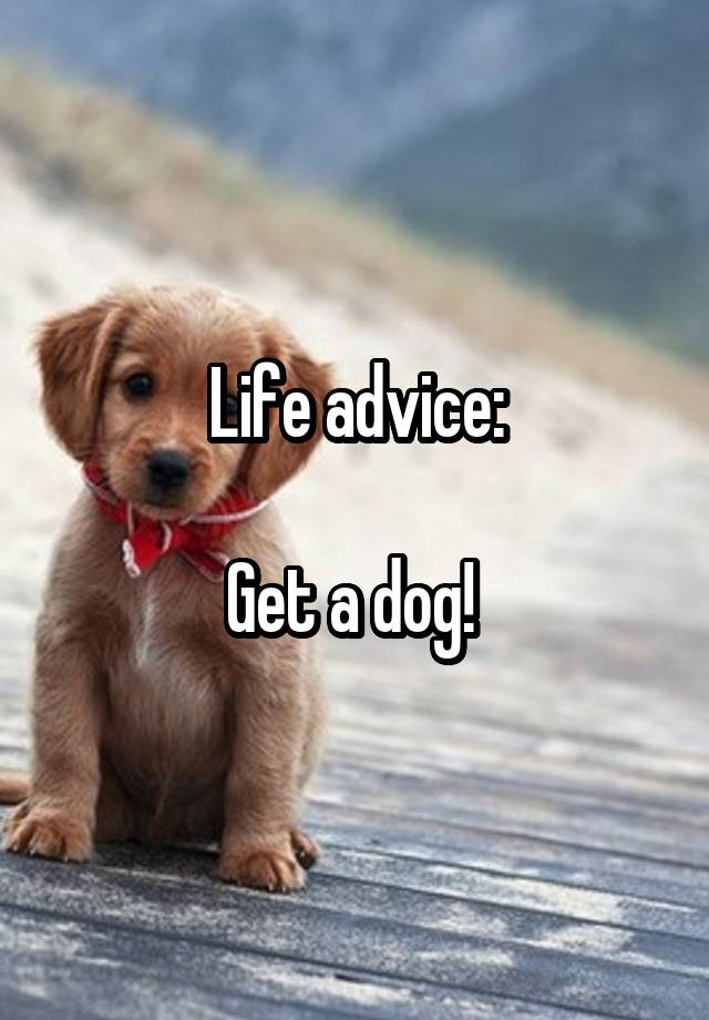 Life advice:

Get a dog! 