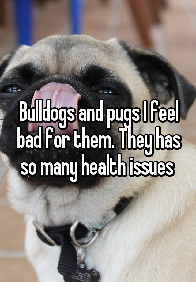 Bulldogs and pugs I feel bad for them. They has so many health issues 