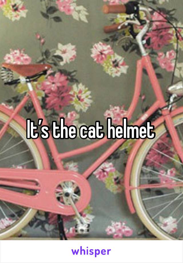 It’s the cat helmet