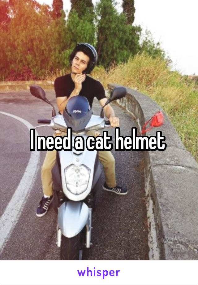 I need a cat helmet 