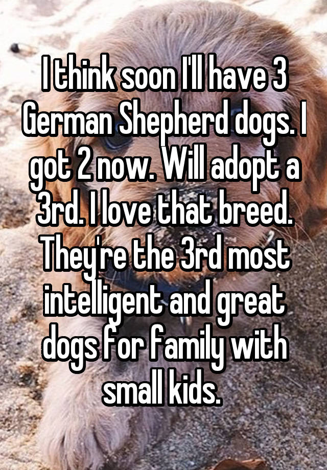 I think soon I'll have 3 German Shepherd dogs. I got 2 now. Will adopt a 3rd. I love that breed. They're the 3rd most intelligent and great dogs for family with small kids. 