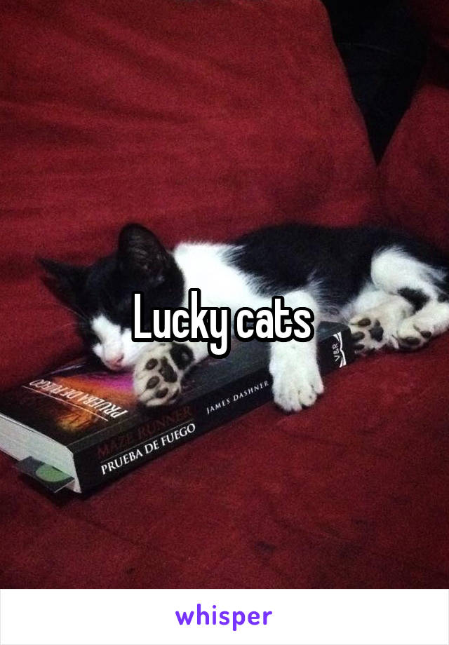 Lucky cats 