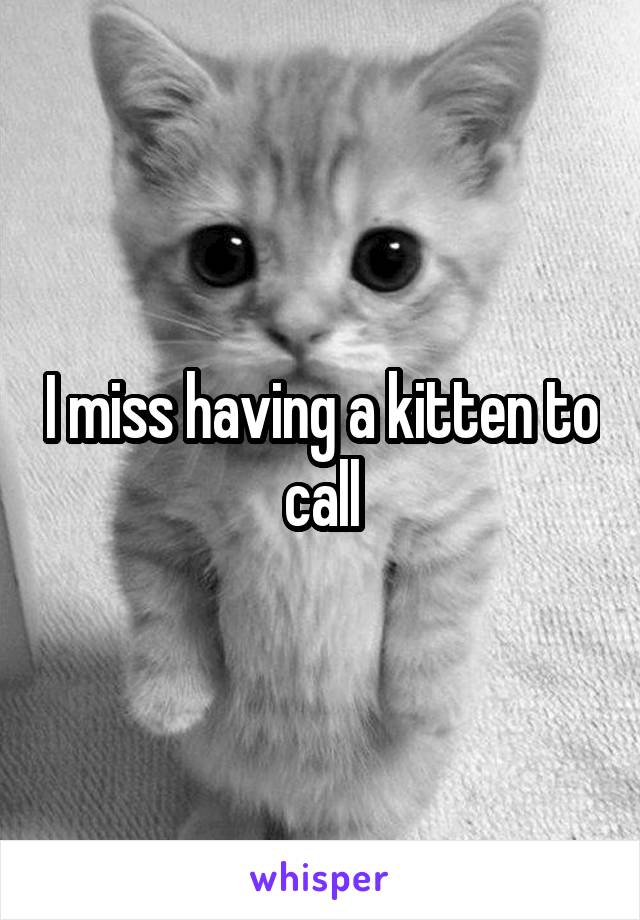 I miss having a kitten to call