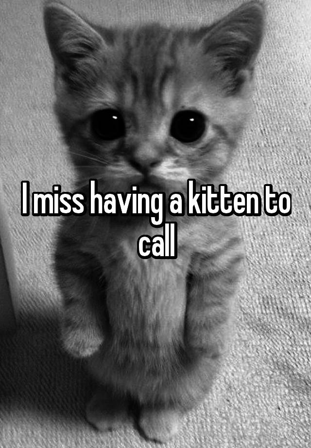 I miss having a kitten to call