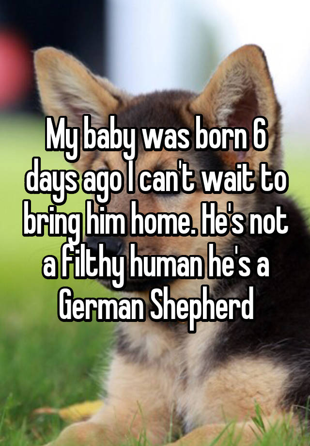 My baby was born 6 days ago I can't wait to bring him home. He's not a filthy human he's a German Shepherd