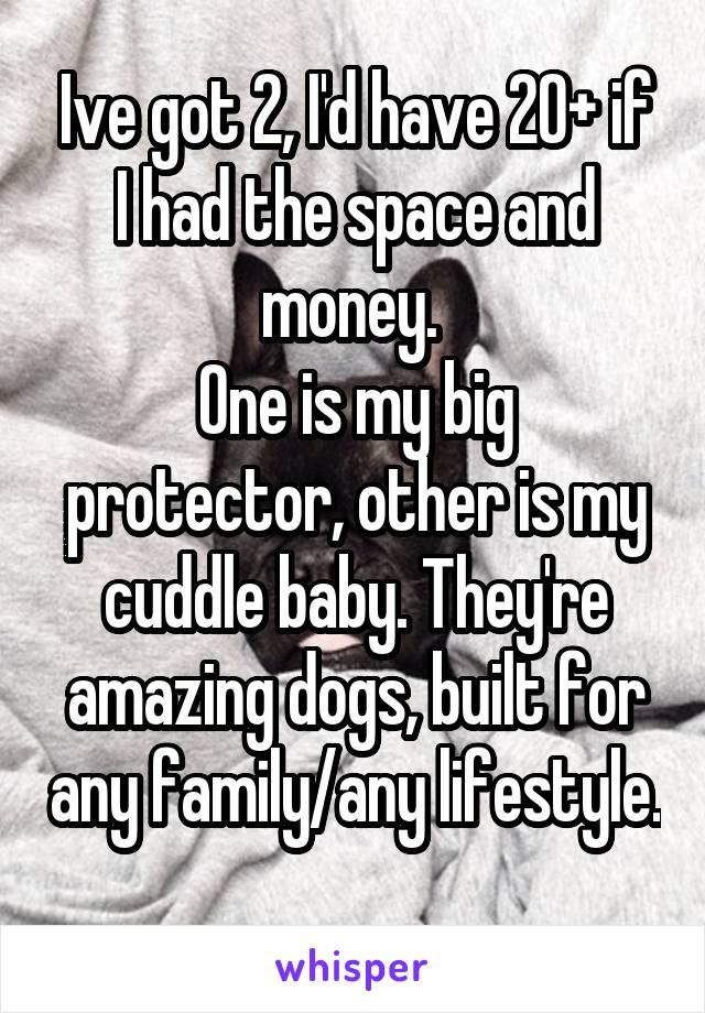Ive got 2, I'd have 20+ if I had the space and money. 
One is my big protector, other is my cuddle baby. They're amazing dogs, built for any family/any lifestyle. 