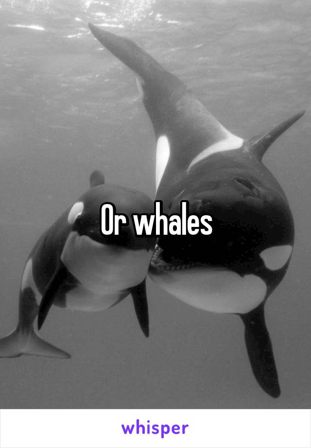 Or whales