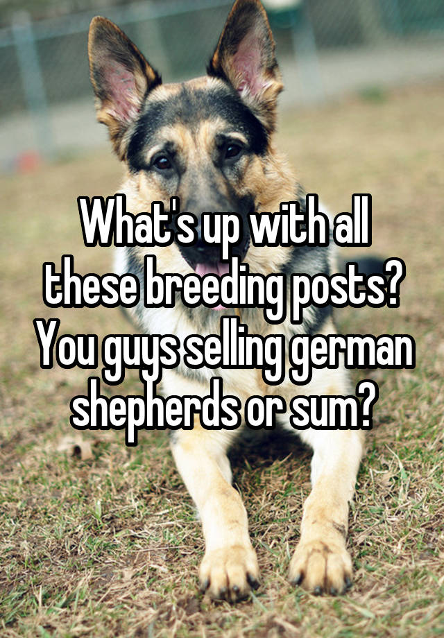What's up with all these breeding posts? You guys selling german shepherds or sum?