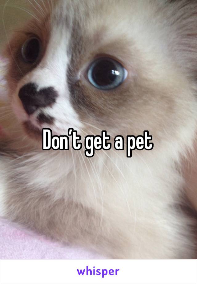 Don’t get a pet