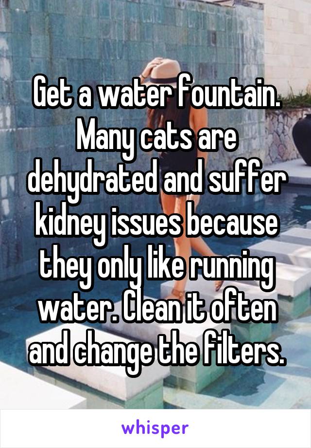 Get a water fountain. Many cats are dehydrated and suffer kidney issues because they only like running water. Clean it often and change the filters.