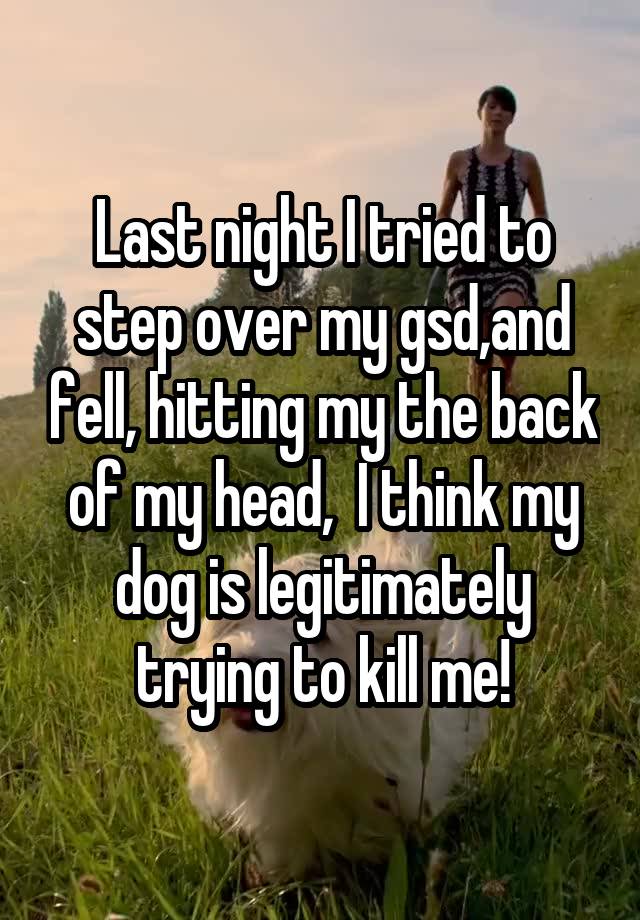 Last night I tried to step over my gsd,and fell, hitting my the back of my head,  I think my dog is legitimately trying to kill me!