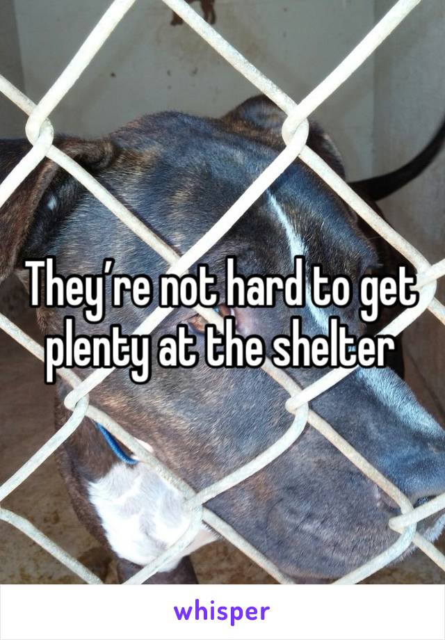 They’re not hard to get plenty at the shelter