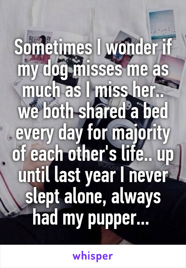 Sometimes I wonder if my dog misses me as much as I miss her.. we both shared a bed every day for majority of each other's life.. up until last year I never slept alone, always had my pupper... 