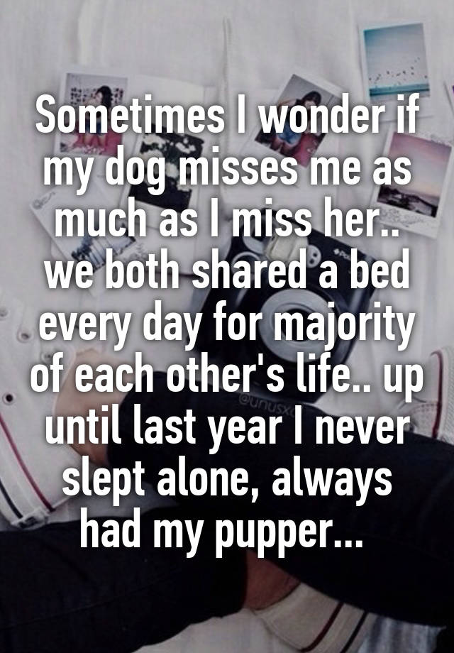 Sometimes I wonder if my dog misses me as much as I miss her.. we both shared a bed every day for majority of each other's life.. up until last year I never slept alone, always had my pupper... 