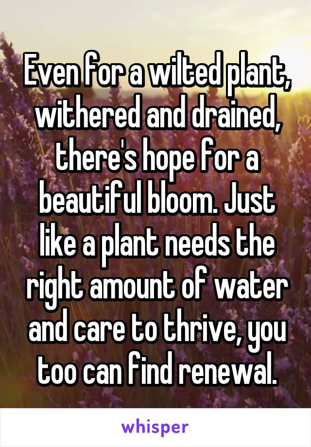 Even for a wilted plant, withered and drained, there's hope for a beautiful bloom. Just like a plant needs the right amount of water and care to thrive, you too can find renewal.