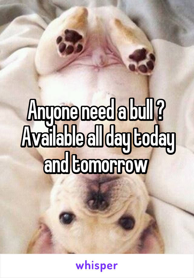 Anyone need a bull ? 
Available all day today and tomorrow 