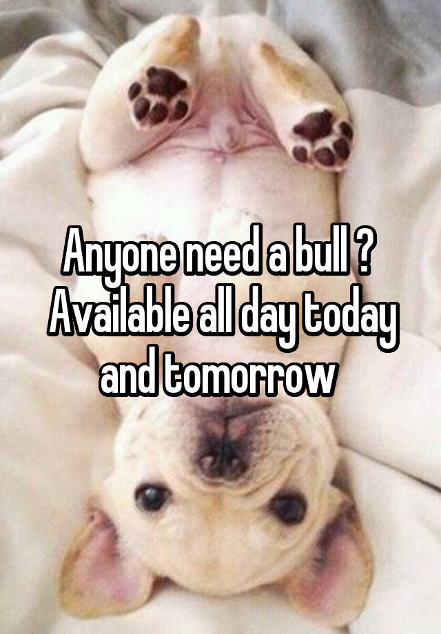 Anyone need a bull ? 
Available all day today and tomorrow 