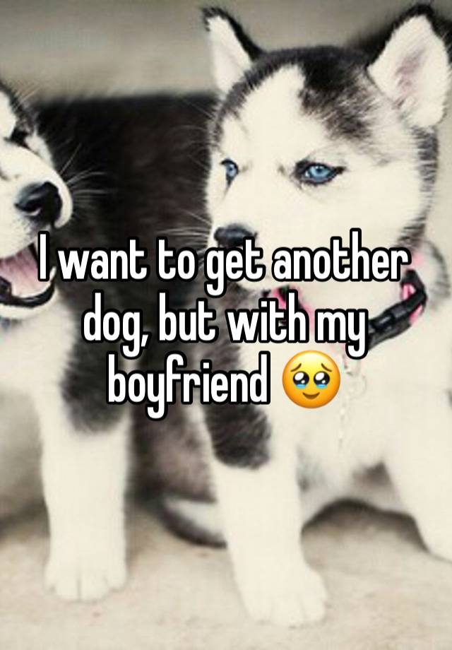 I want to get another dog, but with my boyfriend 🥹
