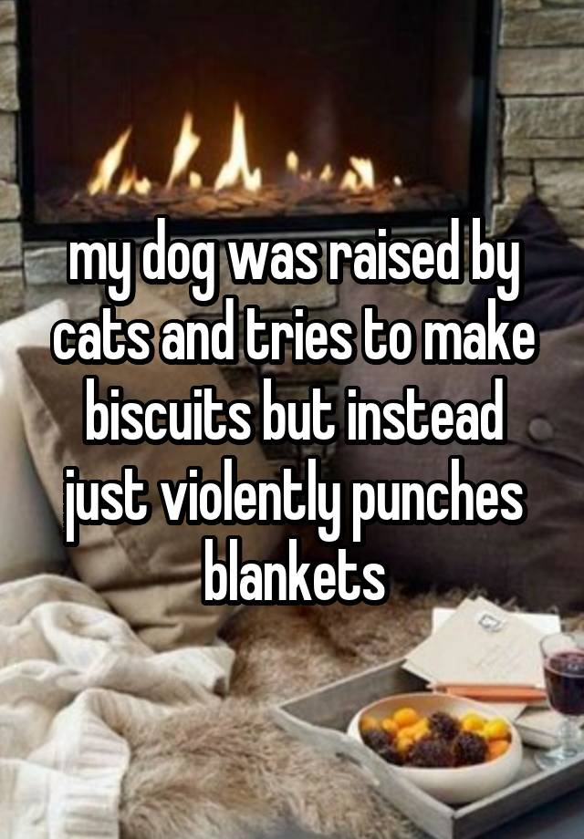 my dog was raised by cats and tries to make biscuits but instead just violently punches blankets