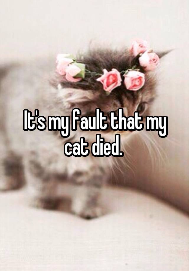 It's my fault that my cat died. 