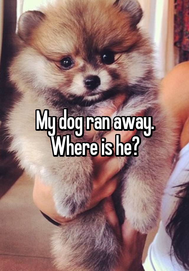 My dog ran away. Where is he?