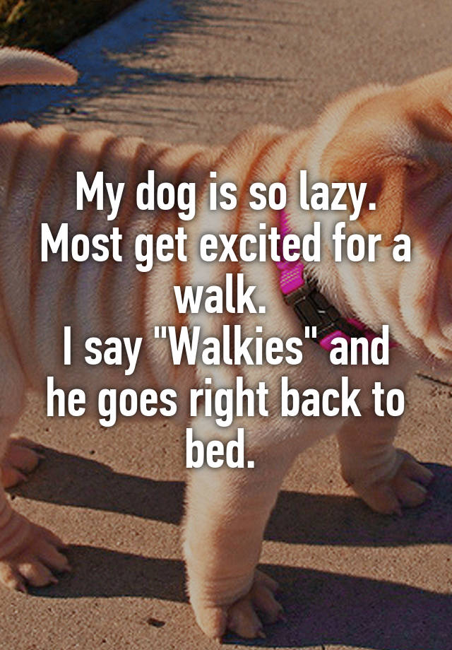 My dog is so lazy. Most get excited for a walk. 
I say "Walkies" and he goes right back to bed. 