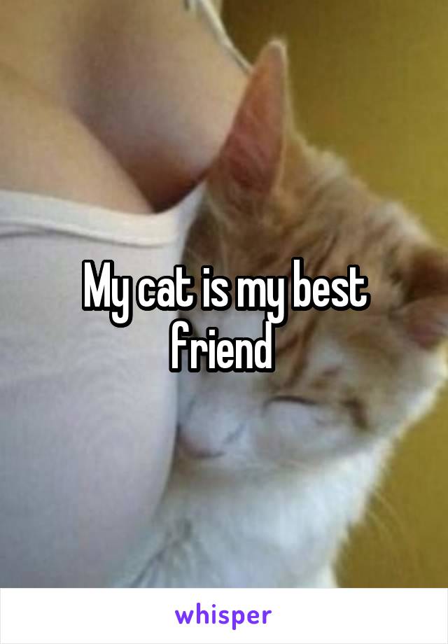 My cat is my best friend 