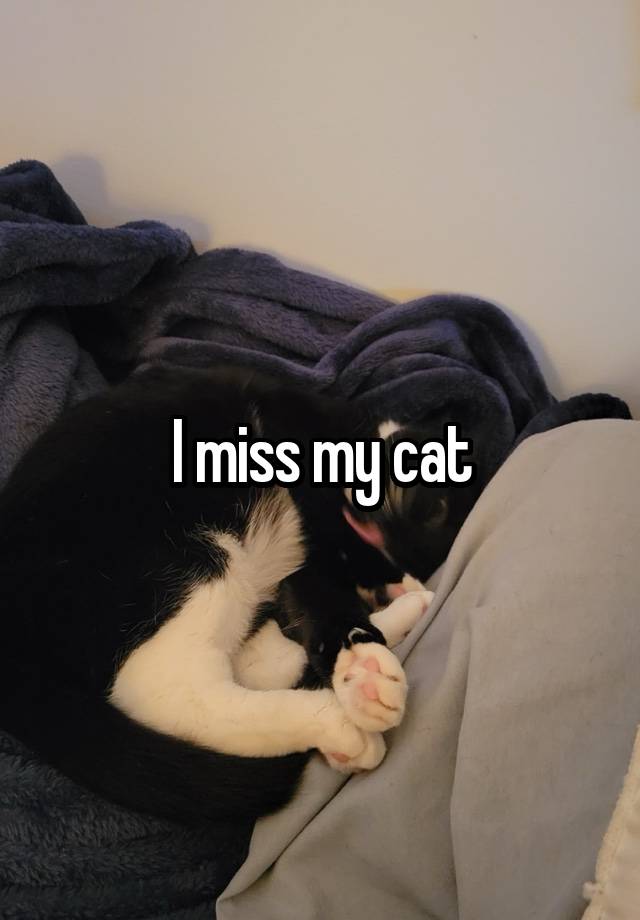 I miss my cat