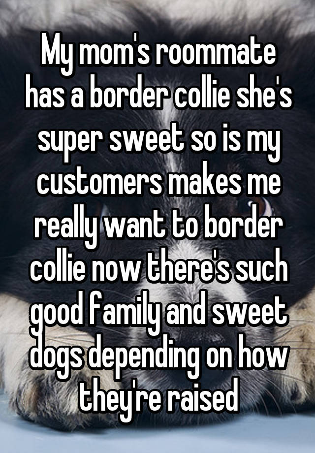 My mom's roommate has a border collie she's super sweet so is my customers makes me really want to border collie now there's such good family and sweet dogs depending on how they're raised