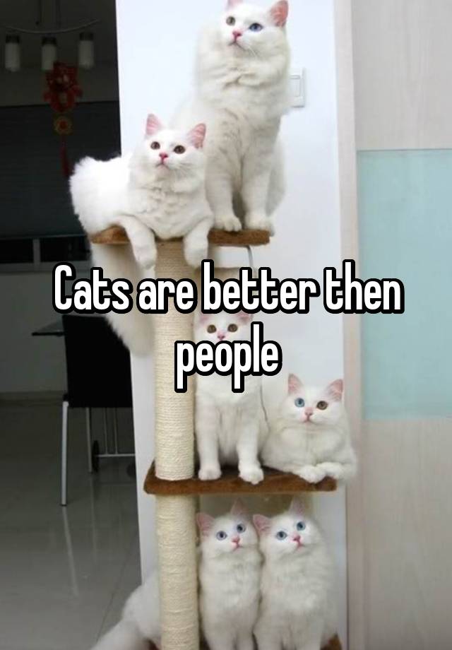 Cats are better then people