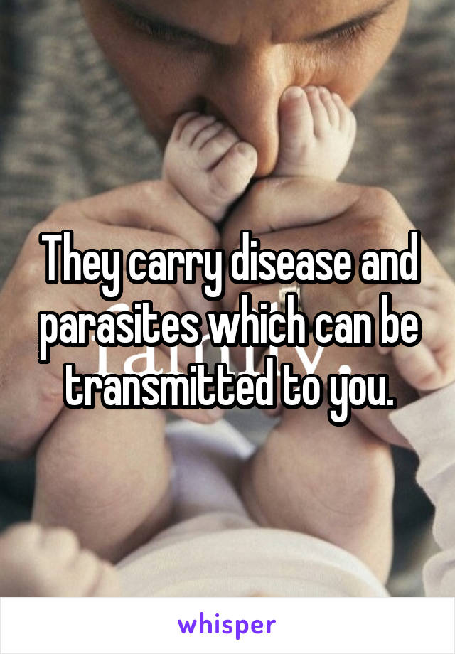 They carry disease and parasites which can be transmitted to you.
