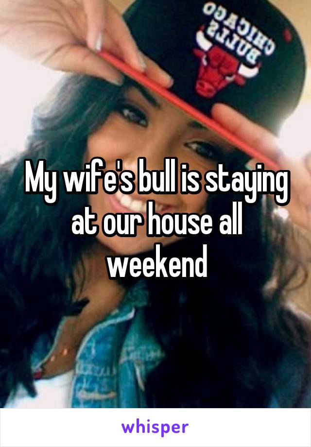 My wife's bull is staying at our house all weekend