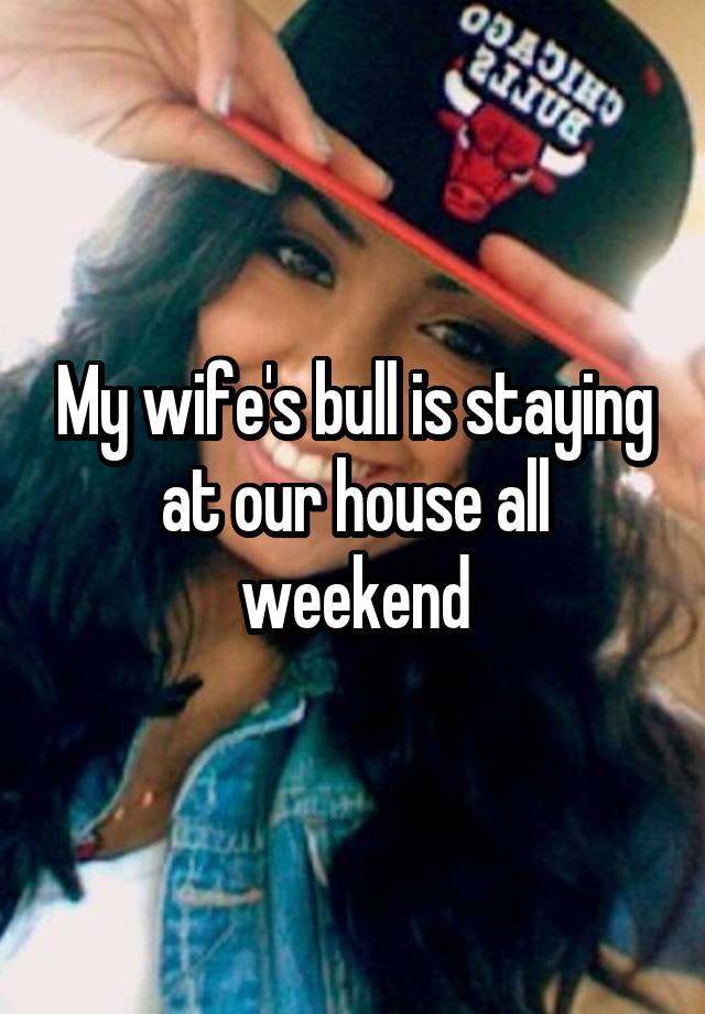 My wife's bull is staying at our house all weekend