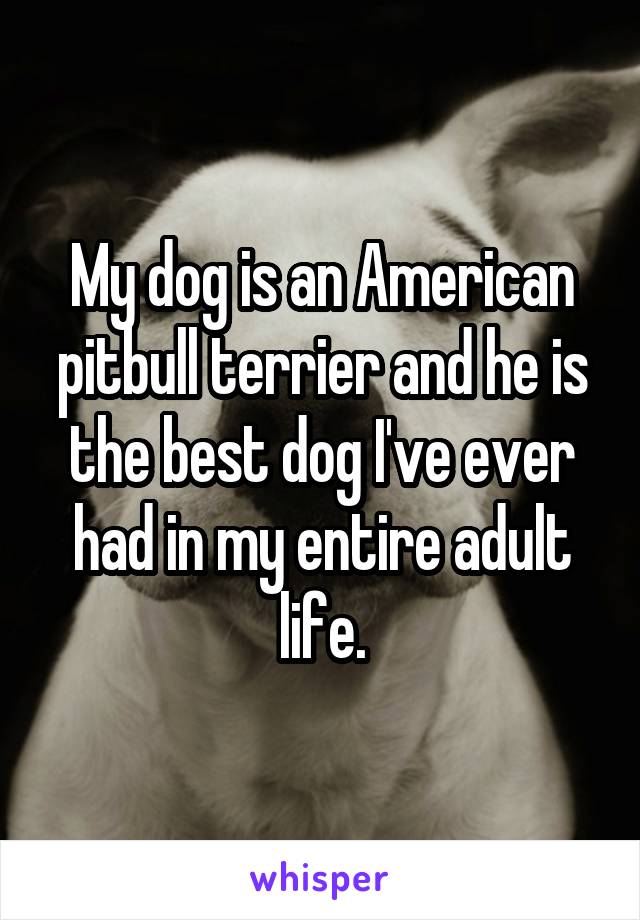My dog is an American pitbull terrier and he is the best dog I've ever had in my entire adult life.