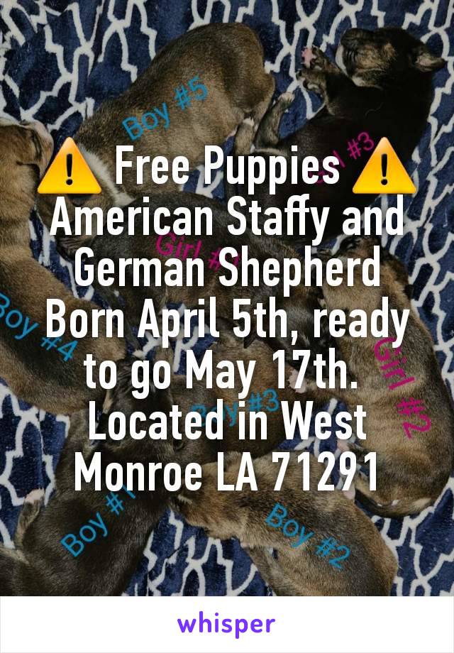 ⚠️ Free Puppies ⚠️
American Staffy and German Shepherd
Born April 5th, ready to go May 17th. 
Located in West Monroe LA 71291