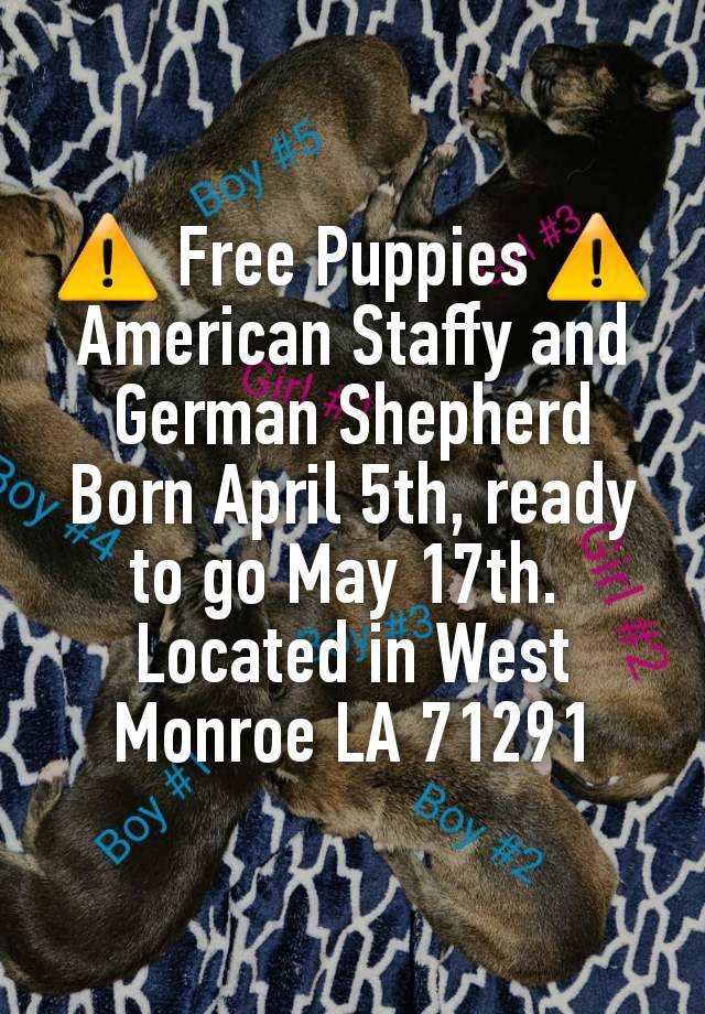 ⚠️ Free Puppies ⚠️
American Staffy and German Shepherd
Born April 5th, ready to go May 17th. 
Located in West Monroe LA 71291