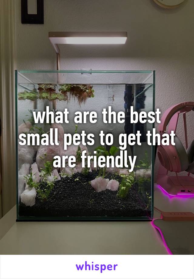 what are the best small pets to get that are friendly 