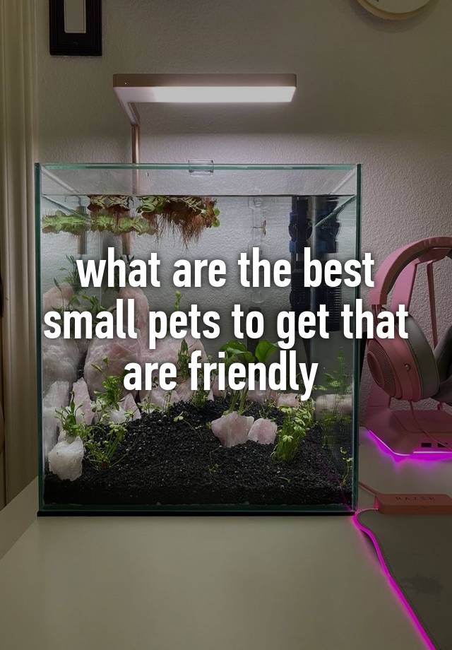 what are the best small pets to get that are friendly 