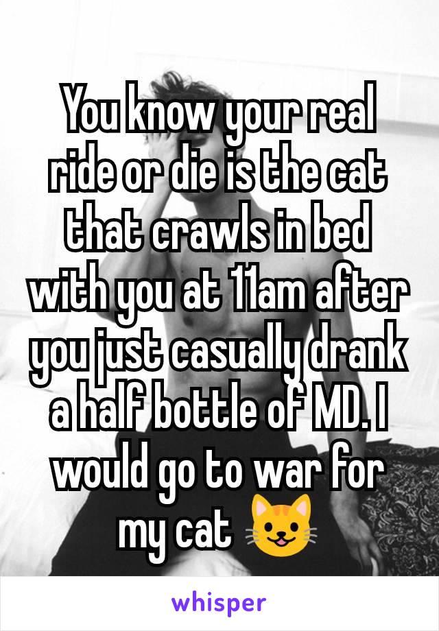 You know your real ride or die is the cat that crawls in bed with you at 11am after you just casually drank a half bottle of MD. I would go to war for my cat 😺