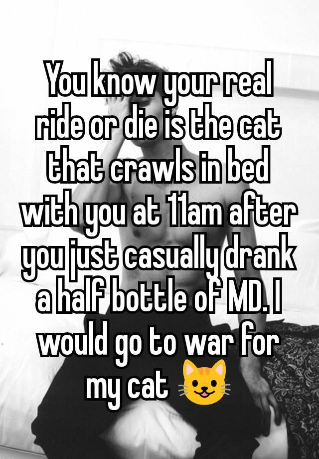 You know your real ride or die is the cat that crawls in bed with you at 11am after you just casually drank a half bottle of MD. I would go to war for my cat 😺