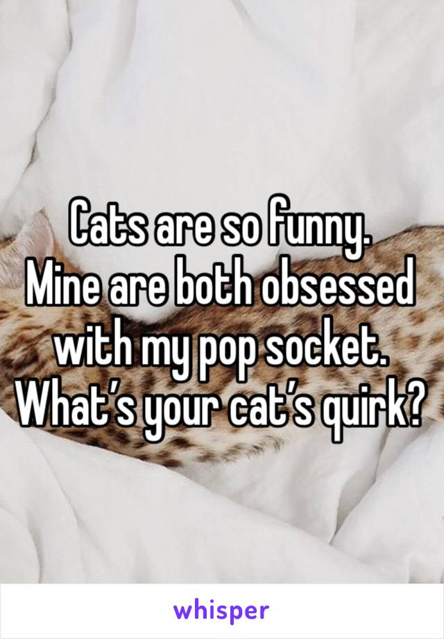 Cats are so funny.
Mine are both obsessed with my pop socket. What’s your cat’s quirk?