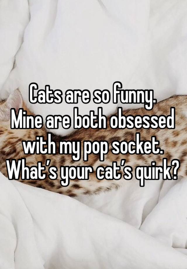 Cats are so funny.
Mine are both obsessed with my pop socket. What’s your cat’s quirk?