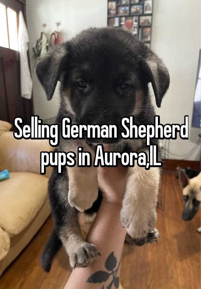 Selling German Shepherd pups in Aurora,IL