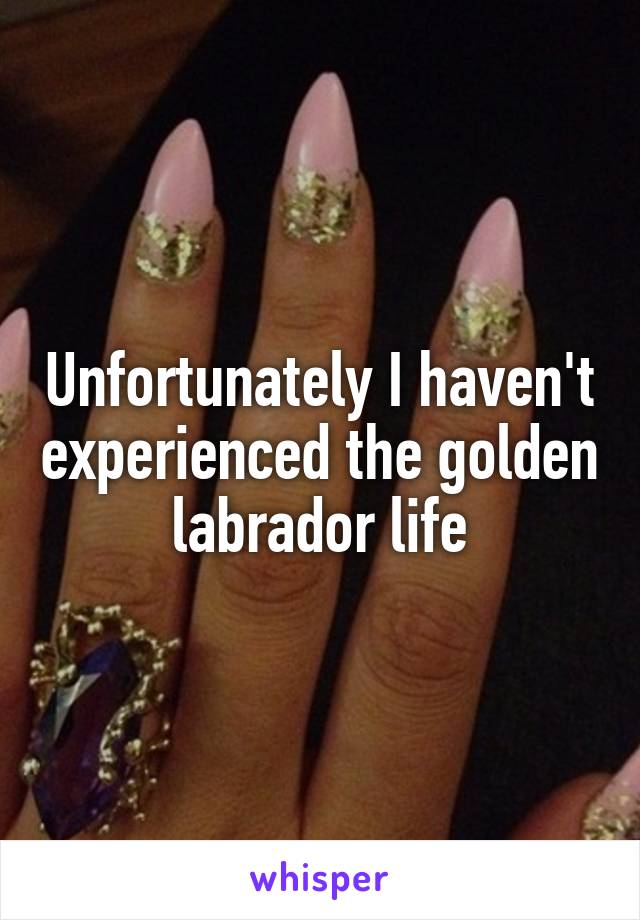 Unfortunately I haven't experienced the golden labrador life